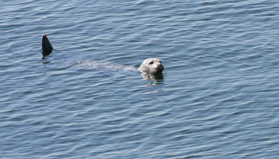 PINNIPED - SEAL - HARBOR SEAL - PUGET SOUND WA (2).JPG