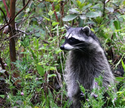 RACOON - LAKE FARM TRAILS WA - SEEN FROM OFFICE WINDOW (8).JPG