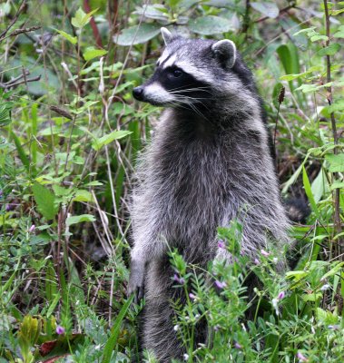 RACOON - LAKE FARM TRAILS WA - SEEN FROM OFFICE WINDOW (9).JPG