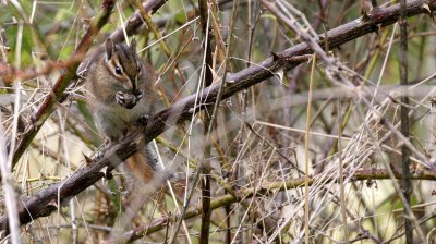 RODENT - CHIPMUNK - TOWNSEND'S CHIPMUNK - LAKE FARM WA (5).JPG