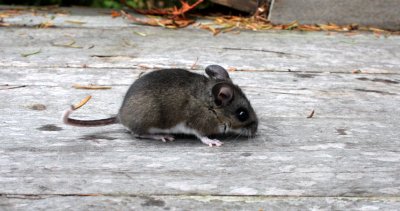 RODENT - MOUSE - COMMON DEER MOUSE - PEROMYSCUS MANICULATUS - LAKE FARM TRAILS - TRAPPED (2).JPG