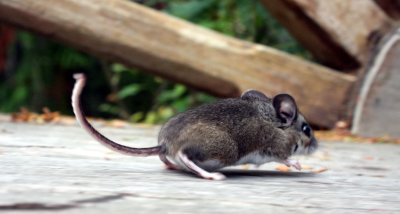 RODENT - MOUSE - COMMON DEER MOUSE - PEROMYSCUS MANICULATUS - LAKE FARM TRAILS - TRAPPED.JPG