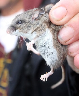 RODENT - MOUSE - DEER MOUSE - PEROMYSCUS MANICULATUS - LAKE FARM TRAILS (6).JPG