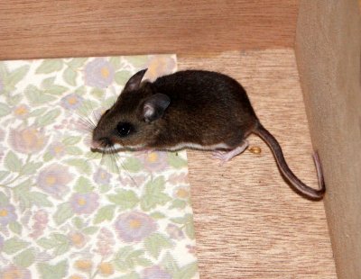 RODENT - MOUSE - NORTH AMERICAN POCKET MOUSE - PEROMYSCUS - LAKE FARM TRAILS - IN OUR CONTAINERS.JPG