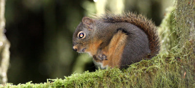 RODENT - SQUIRREL - DOUGLAS SQUIRREL - BARNES POINT ONP (16).JPG