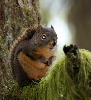 RODENT - SQUIRREL - DOUGLAS SQUIRREL - BARNES POINT ONP (7).JPG