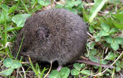 RODENT - VOLE - CREEPING VOLE - MICROTUS OREGONI - LAKE FARM TRAILS WASHINGTON (6).JPG