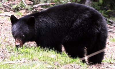 URSID - BEAR - AMERICAN BLACK BEAR - NORTHWESTERN SUBSPECIES - HURRICANE RIDGE ROAD WASHINGTON (11).JPG