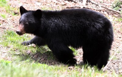 URSID - BEAR - AMERICAN BLACK BEAR - NORTHWESTERN SUBSPECIES - HURRICANE RIDGE ROAD WASHINGTON (6).JPG