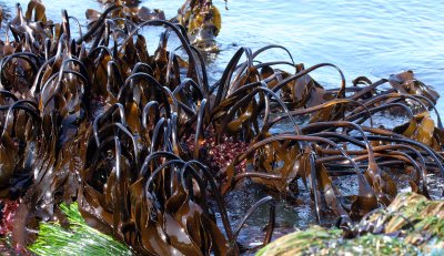 ALGAE - LAMINARIA SPECIES -  SALT CREEK WA.JPG