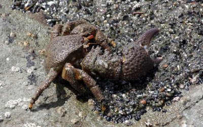 Granular Claw Crab (Oedignathus inermis)