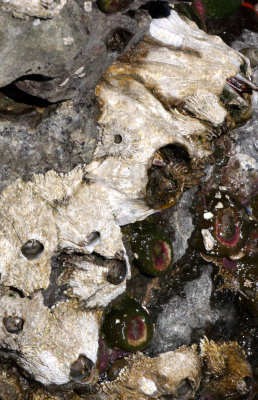 INVERT - MARINE INTERTIDAL - BARNACLE - GIANT BARNACLE - SALT CREEK WA (2).JPG