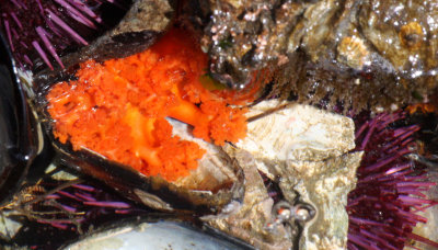 INVERT - MARINE INTERTIDAL - ECHINDODERM - SEA CUCUMBER - ORANGE SEA CUCUMBER - SALT CREEK WA.JPG