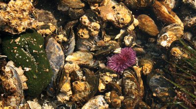 INVERTS - INTERTIDAL - ASSEMBLAGE OF MISC SPECIES - SALT CREEK - SOM'S (3).JPG