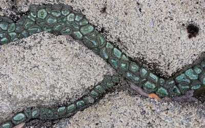 INVERTS - INTERTIDAL - CNIDARIAN - ANEMONE - GREEN - ANTHOPLEURA  XANTHOGRAMICA (7).jpg