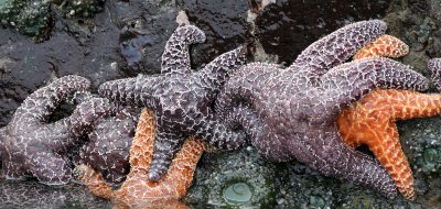 INVERTS - INTERTIDAL - ECHINODERM - PISASTER OCHRACEOUS - BEACH FOUR TIDE POOLS WA (8).JPG