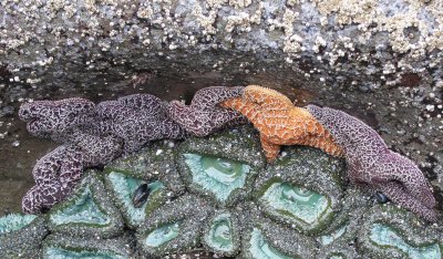 INVERTS - INTERTIDAL - ECHINODERM - PISASTER OCHRACEUS - RUBY BEACH TIDE POOLS.jpg