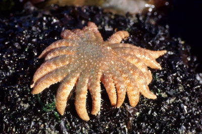 INVERTS - INTERTIDAL - ECHINODERM - SEA STAR - RED AND WHITE STRIPED - LAKE FARMS (3).jpg