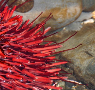 INVERTS - INTERTIDAL - ECHINODERM - URCHIN - RED URCHIN - TONGUE POINT SALT CREEK WA (10).JPG