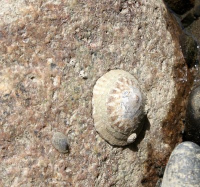 INVERTS - INTERTIDAL - MOLLUSCA - LIMPET - SPECIES C - LAKE FARM BEACH (2).JPG