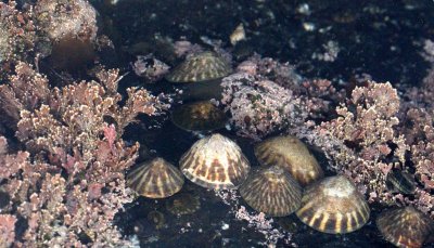INVERTS - MARINE INTERTIDAL - LIMPET - SHIELD LIMPETS AND OTHERS - SALT CREEK WA (2).JPG