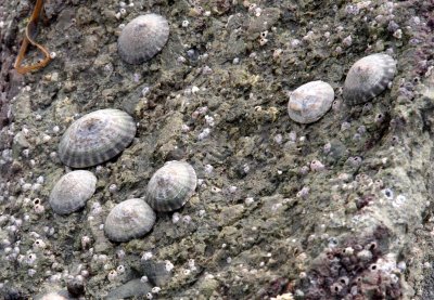 INVERTS - MARINE INTERTIDAL - LIMPET - SHIELD LIMPETS AND OTHERS - SALT CREEK WA (4).JPG