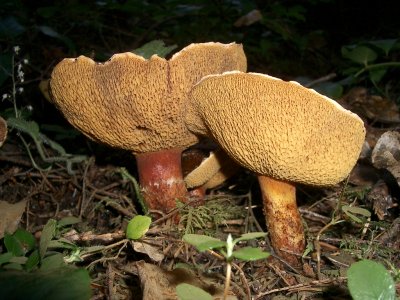 Boletes species 2.JPG