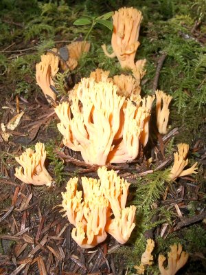 Clavaria flava 'coral fungi'.JPG