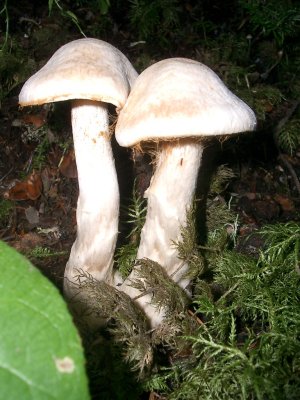 Cortinarius traganus 'silvery cort' 2.JPG