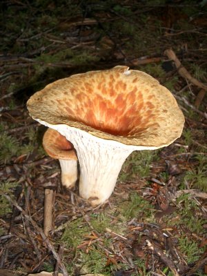 Gomphus floccosus 'scaly vase chanterelle' 2.JPG