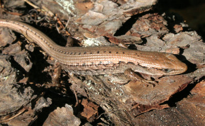 REPTILE - LIZARD - NORTHERN ALLIGATOR LIZARD - LAKE FARM TAILS WA (9).JPG