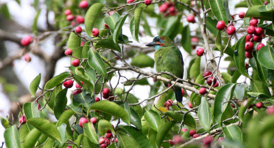 BIRD - BARBET - BLUE-EARED BARBET - MEGALAIMA AUSTRALIS - KAENG KRACHAN NP THAILAND (10).JPG