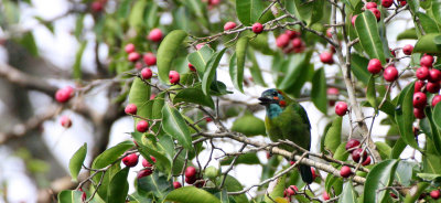 BIRD - BARBET - BLUE-EARED BARBET - MEGALAIMA AUSTRALIS - KAENG KRACHAN NP THAILAND (4).JPG