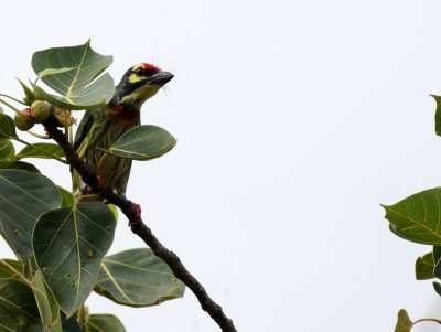 BIRD - BARBET - COPPERSMITH BARBET - KOH LANTA PROPERTY THAILAND (11).JPG