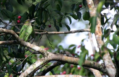 BIRD - BARBET - GREEN-EARED BARBET - KAENG KRACHAN NP THAILAND (9).JPG
