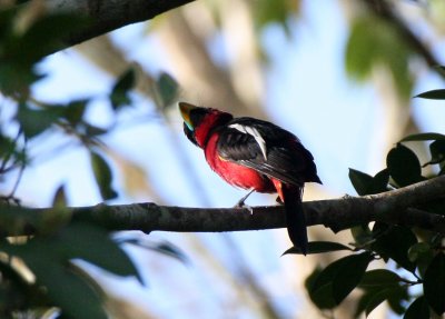 BIRD - BROADBILL - BLACK AND RED BROADBILL - KAENG KRACHAN NP THAILAND (17).JPG
