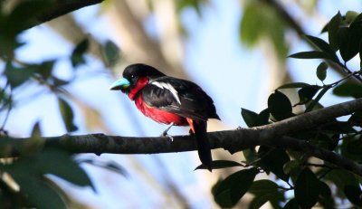 BIRD - BROADBILL - BLACK AND RED BROADBILL - KAENG KRACHAN NP THAILAND (25).JPG