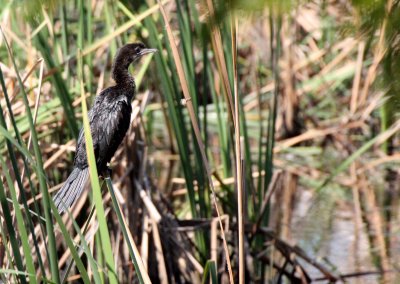 BIRD - CORMORANT - LITTLE CORMORANT - KHAO SAM ROI YOT THAILAND (6).JPG