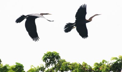 BIRD - DARTER - ORIENTAL DARTER - BUENG BORAPHET THAILAND (22).JPG
