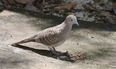 BIRD - DOVE - ZEBRA OR PEACEFULL DOVE - GEOPELIA STRIATA - KOH LANTA THAILAND (5).JPG