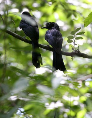 BIRD - DRONGO - LESSER RACKET-TAILED - HUAI KHA KHAENG NWS THAILAND (4).JPG