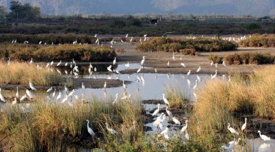 BIRD - EGRET - GREAT AND LITTLE EGRET MIXED FLOCKS - KHAO SAM ROI YOT THAILAND (4).JPG