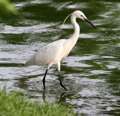BIRD - EGRET - LITTLE EGRET - EGRETTA GAR - LUMPINI PARK THAILAND (11).JPG