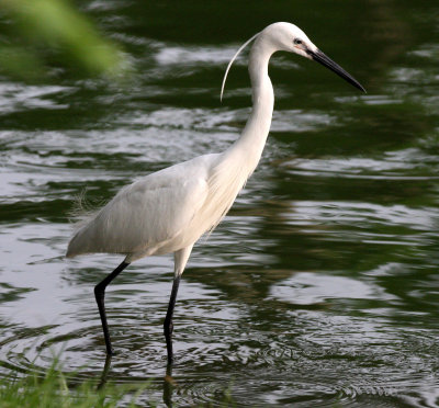 BIRD - EGRET - LITTLE EGRET - EGRETTA GAR - LUMPINI PARK THAILAND (6).JPG