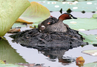 BIRD - GREBE - LITTLE GREBE - BUENG BORAPHET THAILAND (29).JPG