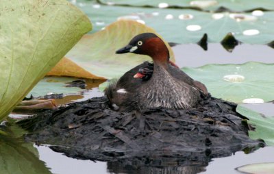 BIRD - GREBE - LITTLE GREBE - BUENG BORAPHET THAILAND (9).JPG