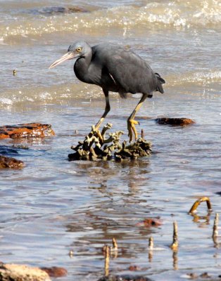 BIRD - HERON - PACIFIC REEF HERON - KOH LANTA  (23).JPG