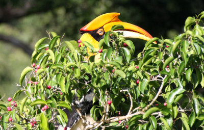 BIRD - HORNBILL - GREAT HORNBILL - KAENG KRACHAN NP THAILAND (16).JPG