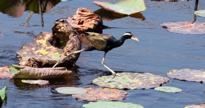 BIRD - JACANA - BRONZE-WINGED JACANA - KHAO SAM ROI YOT THAILAND (14).JPG