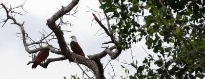 BIRD - KITE - BRAHMINY KITE - KOH LANTA THAILAND (44).JPG